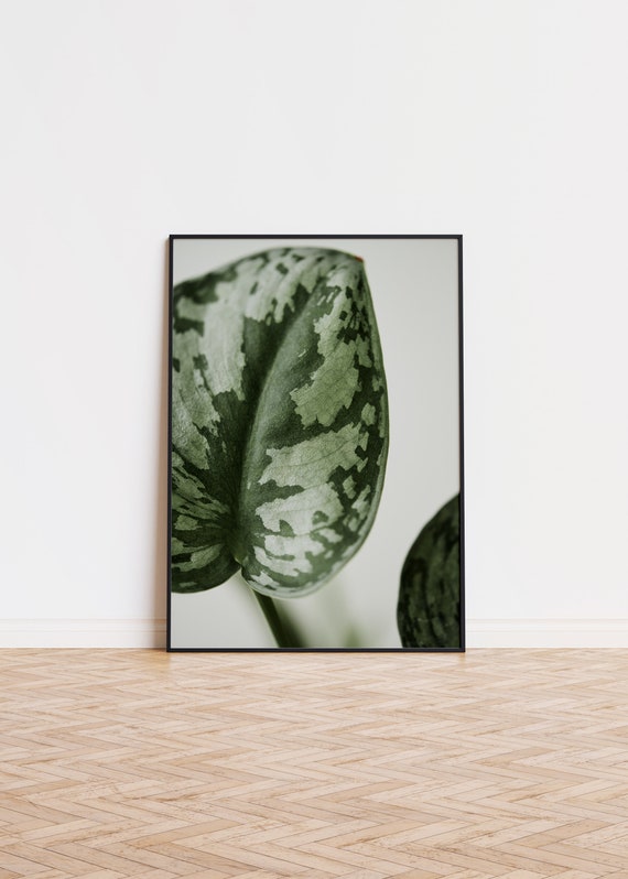 Watermelon Peperomia Poster Wall Art Printed