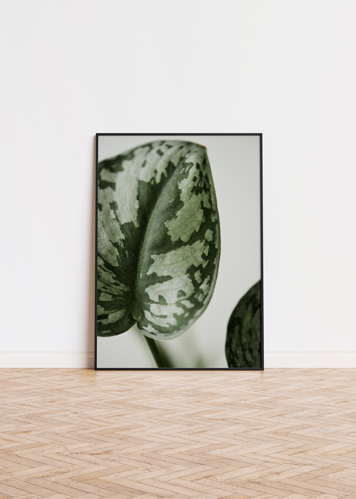 Watermelon Peperomia Leaf Macro Green Botanical Photo Poster