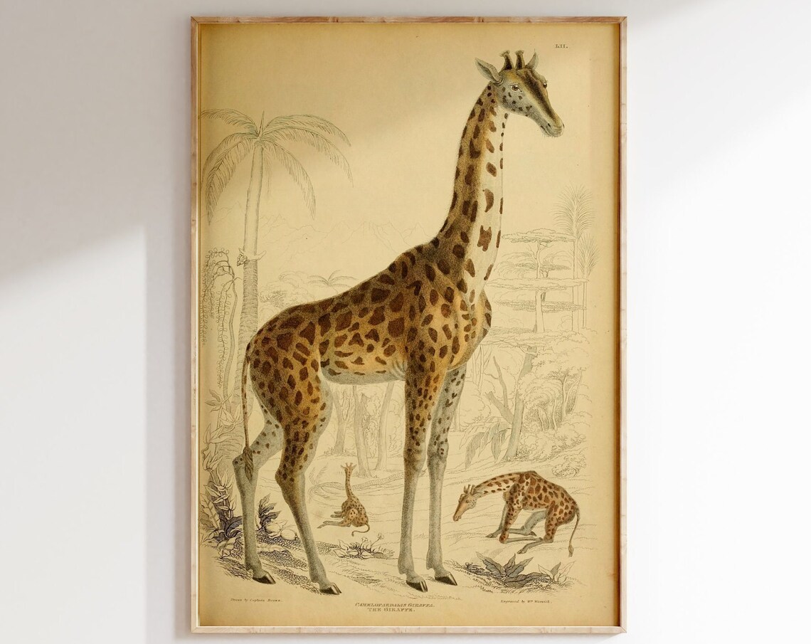 Vintage Giraffe Natural History Illustration Antique Animal Poster