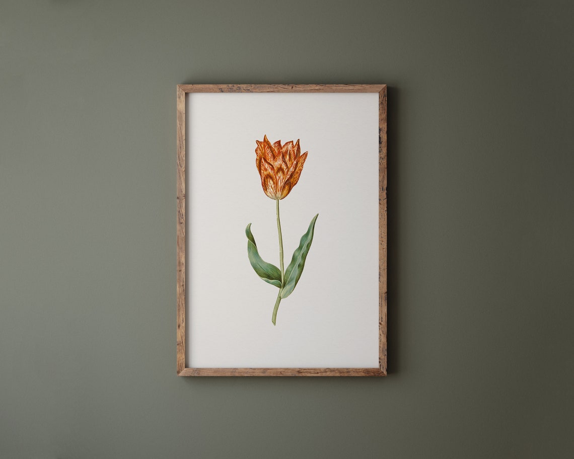 Single Rust Orange Garden Tulip Botanical Vintage Flower Art Print