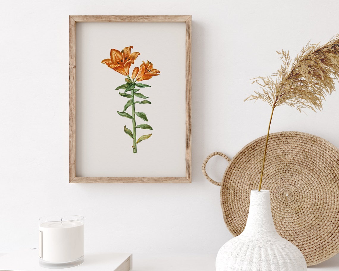 Orange Lily Stem Botanical Flower Illustration Vintage Art Print - Image 3