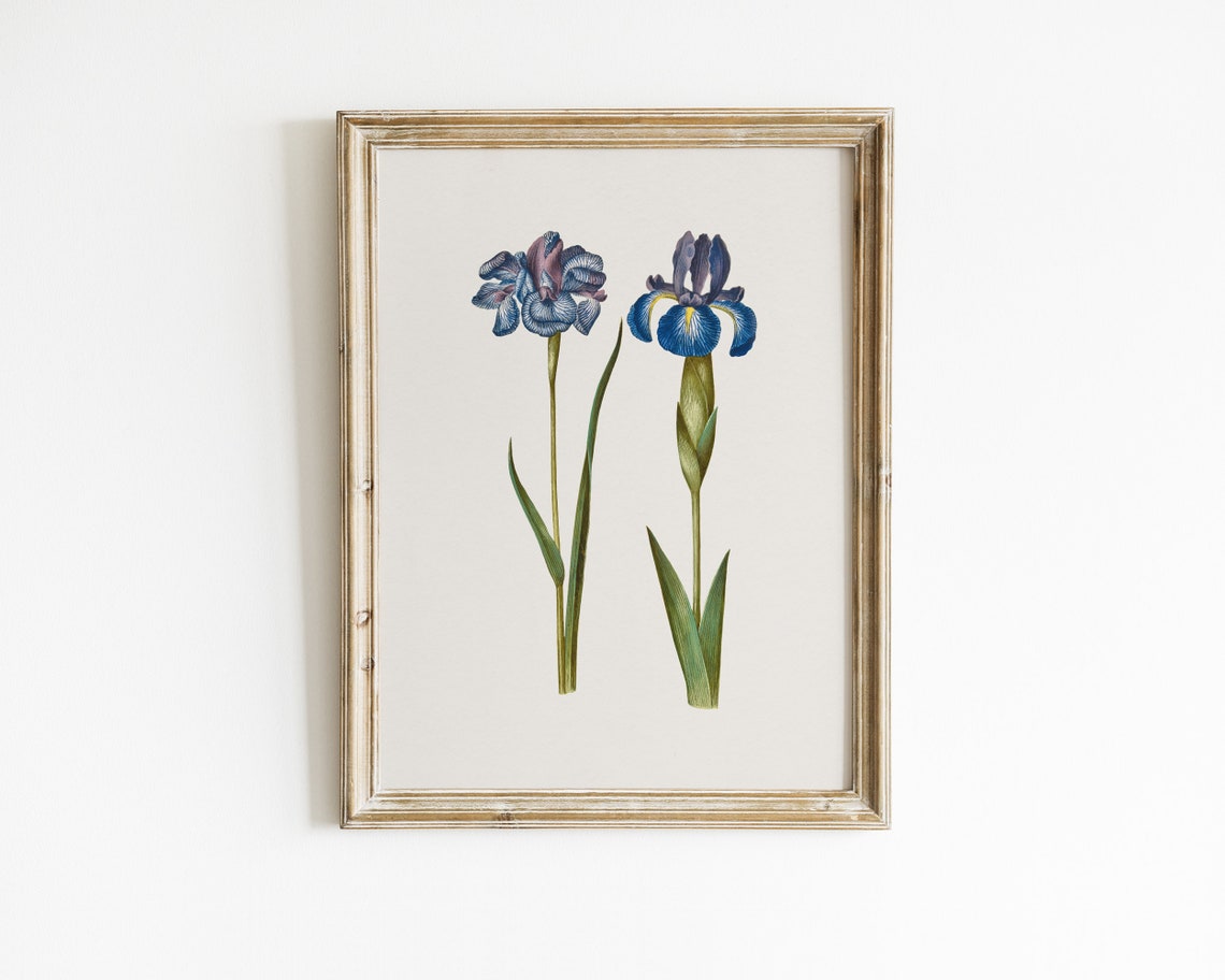 Blue Siberian and English Iris Botanical Vintage Flower Poster