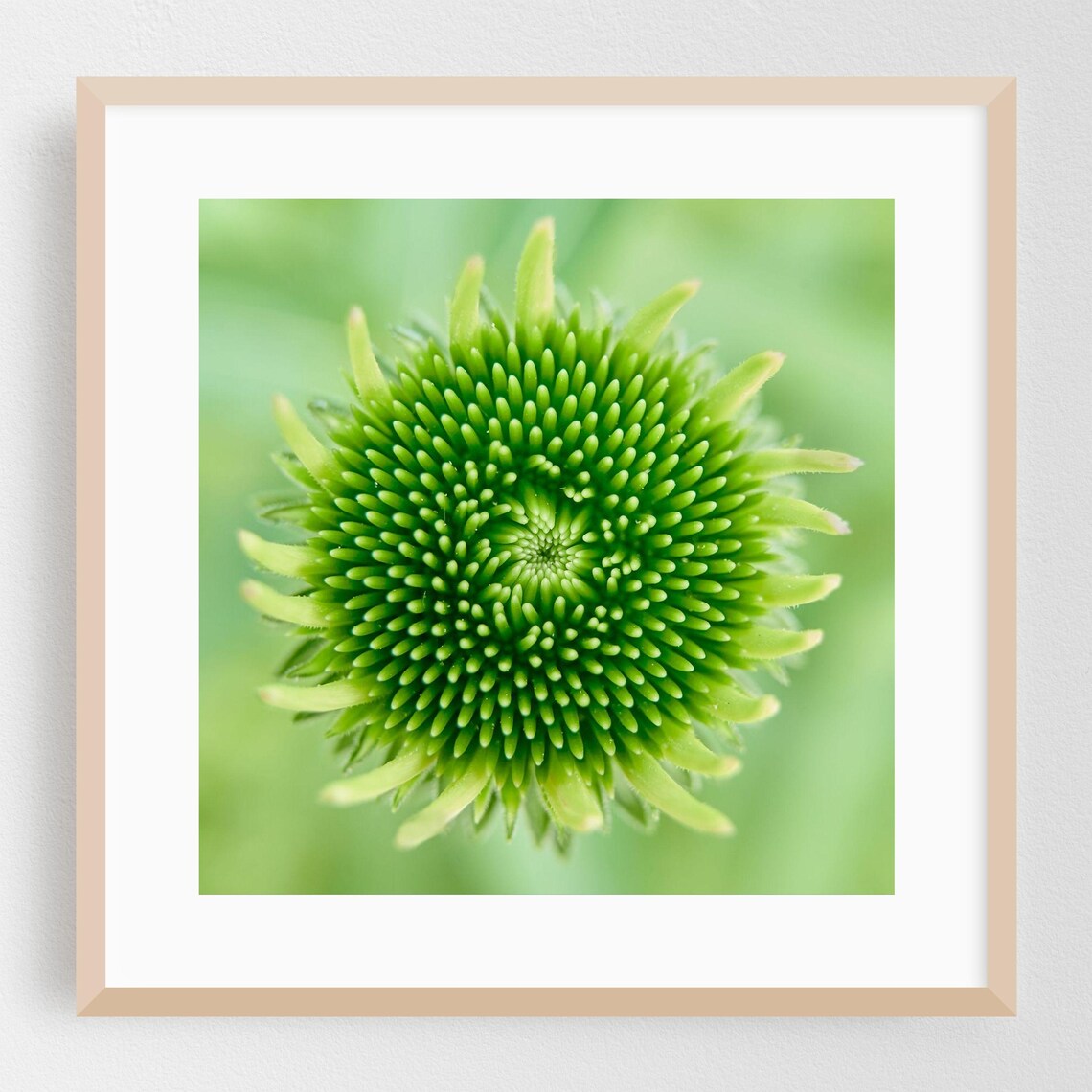 Green Coneflower Bud Macro Close Up Fine Art Nature Photo Print
