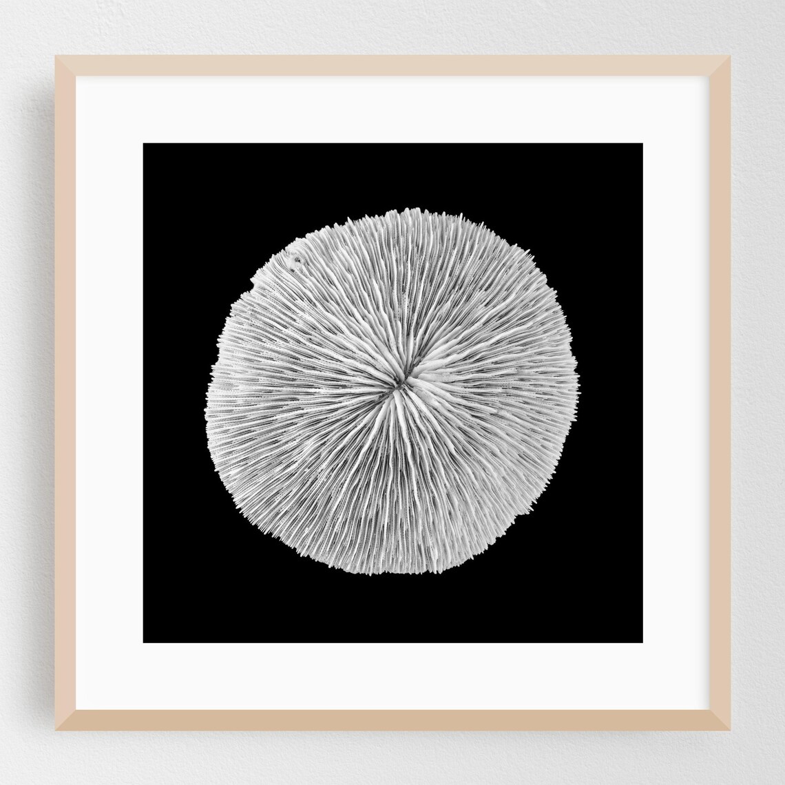Black and White Sea Urchin Radial Macro Photography Art Poster