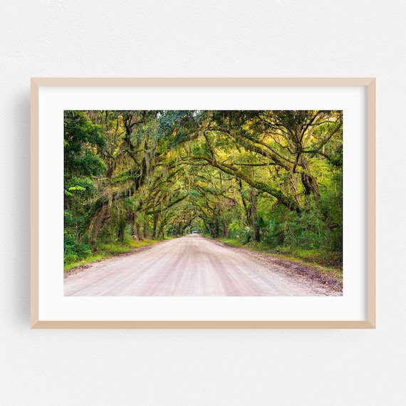Edisto Island Oak Tunnel Road Moss-Covered Trees Nature Photo Poster