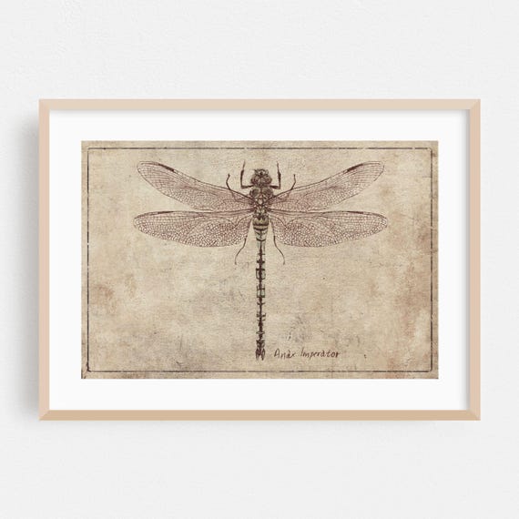 Botanical Print Vintage Wall Art Nature Framed Line Home Decor Insect Poster Rustic Fine Illustration Drawing