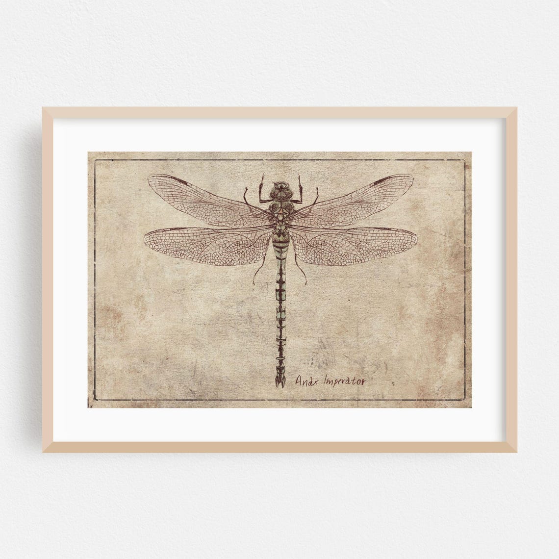 Botanical Print Vintage Wall Art Nature Framed Line Home Decor Insect Poster Rustic Fine Illustration Drawing