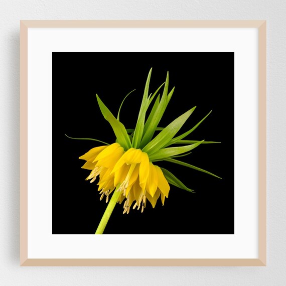 Flowers Print Floral Wall Art Botanical Framed Nature Home Decor Garden Poster Tropical Fine Photography
