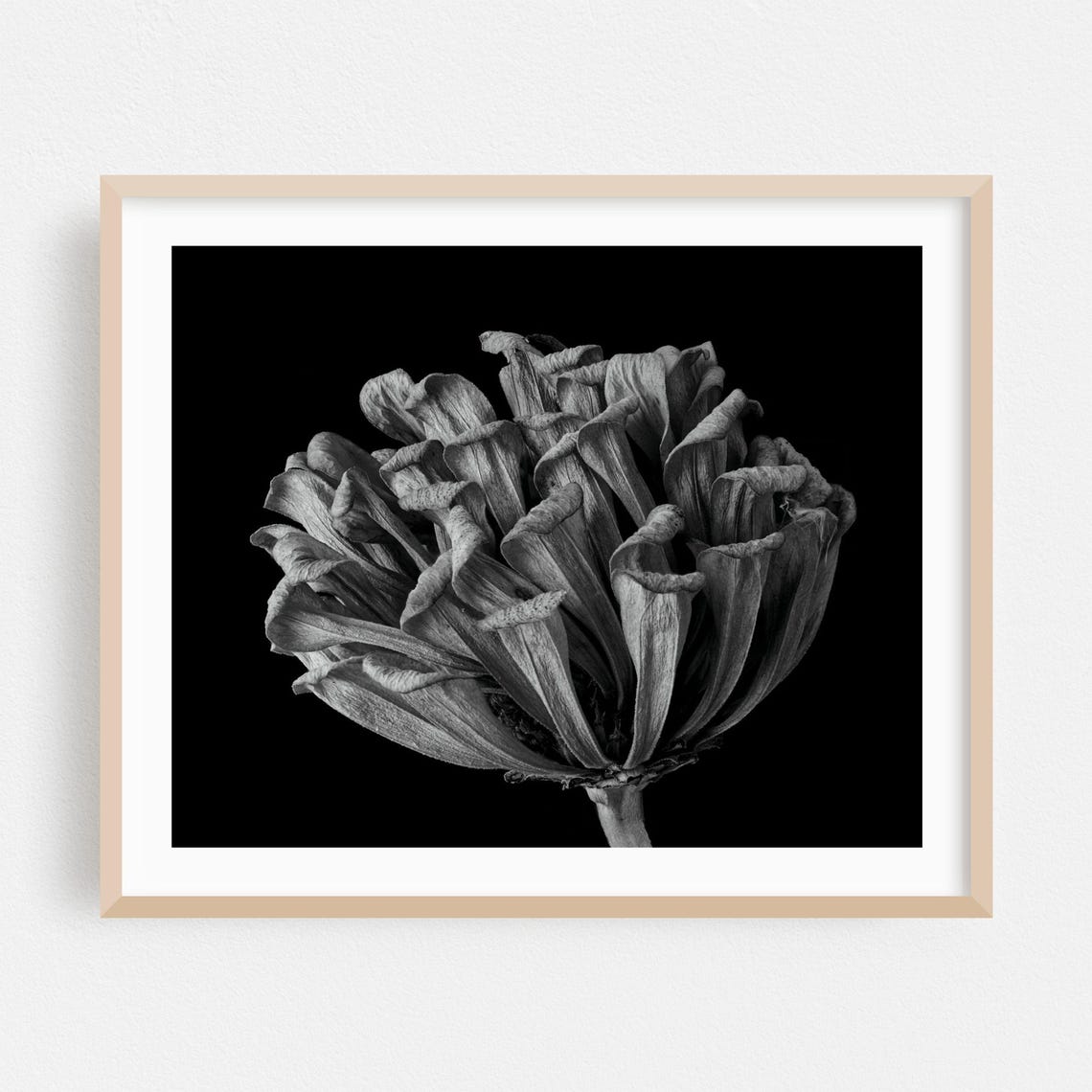 Dried Flower Head on Black Dramatic Botanical Photography Poster