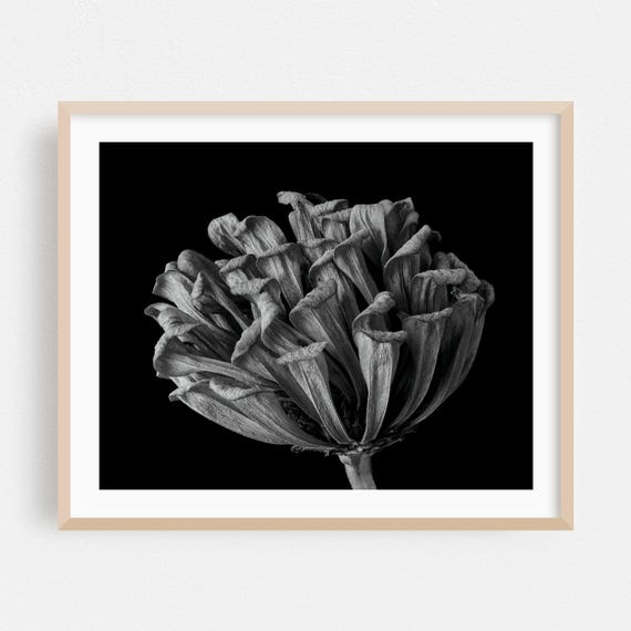 Black And White Print Botanical Wall Art Floral Framed Nature Home Decor Minimalist Poster Abstract Fine Moody Photography