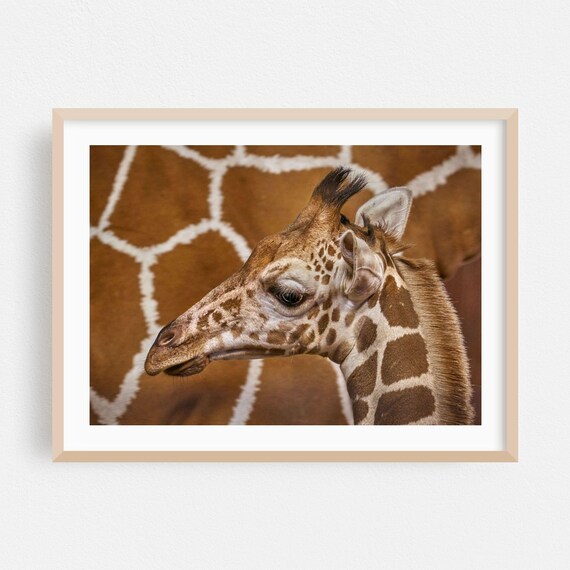 Animal Print Wildlife Wall Art Nature Framed Portrait Home Decor Pattern Poster Photography Fine Young Giraffe