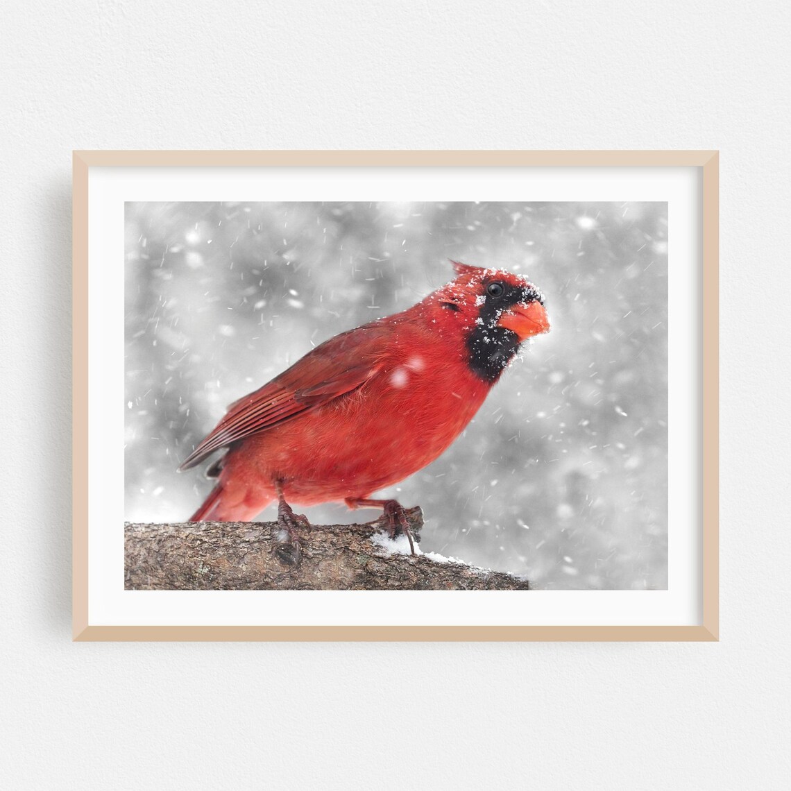 Red Cardinal in Falling Snow Winter Bird Photography Art Poster