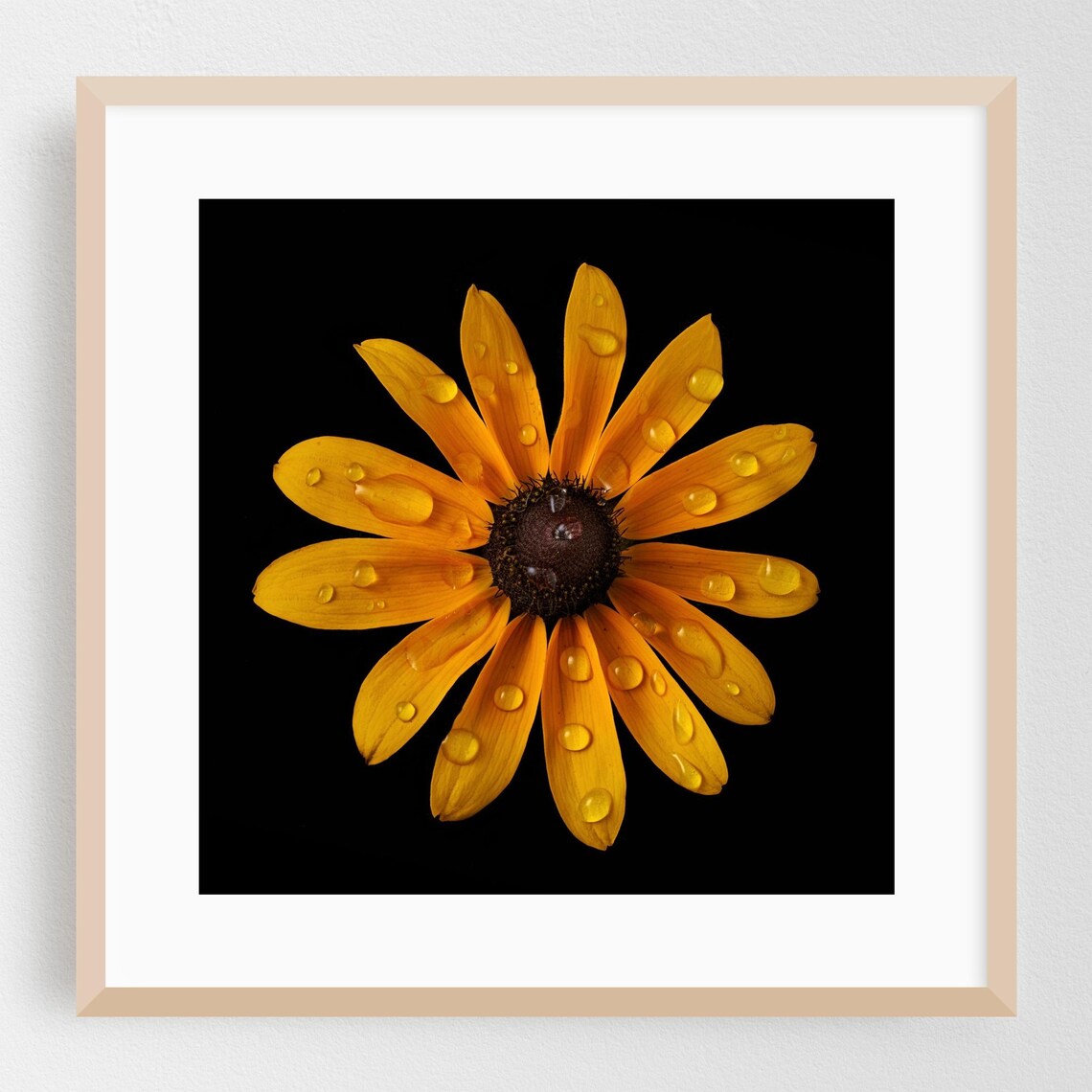 Golden Daisy With Raindrops on Black Macro Photography Poster