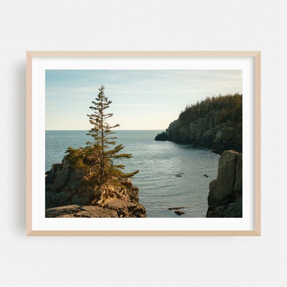 Lubec Maine Rocky Coast Lone Pine Tree Ocean Photography Poster