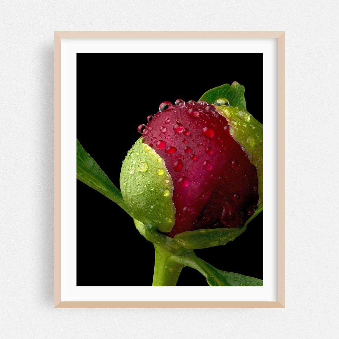 Red Peony Bud Water Drops Macro Bloom Black Botanical Art Poster
