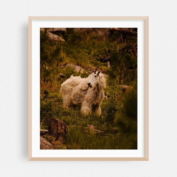 White Mountain Goat Standing in a Wild Alpine Meadow Art Print