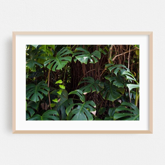 Monstera Leaves Jungle Photography Poster With Lush Tropical Green Foliage