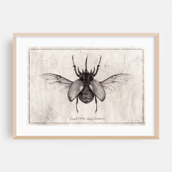 Insect Print Vintage Wall Art Black And White Framed Nature Home Decor Botanical Poster Line Fine Illustration Drawing