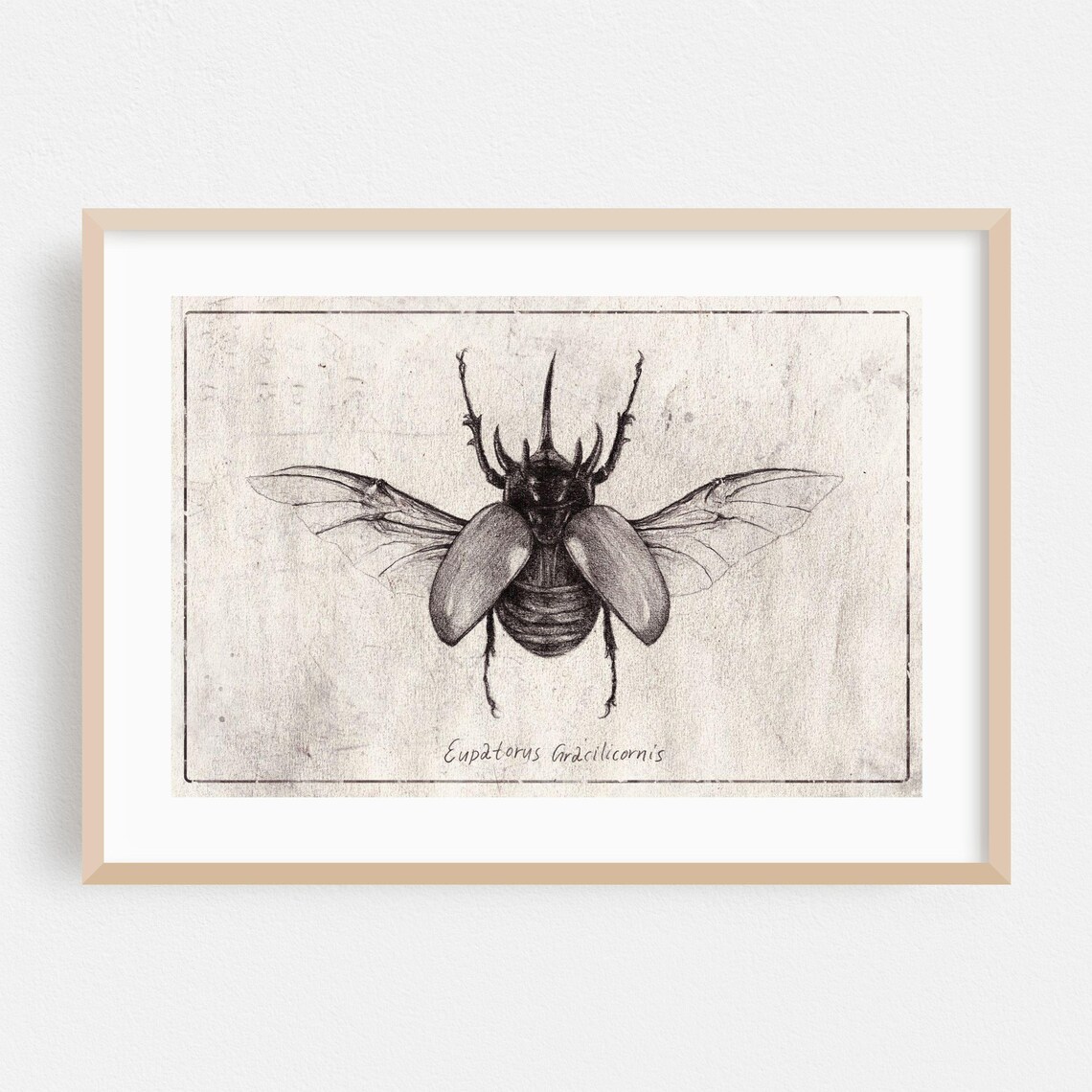 Rhinoceros Beetle Vintage Natural History Museum Sketch Art Poster