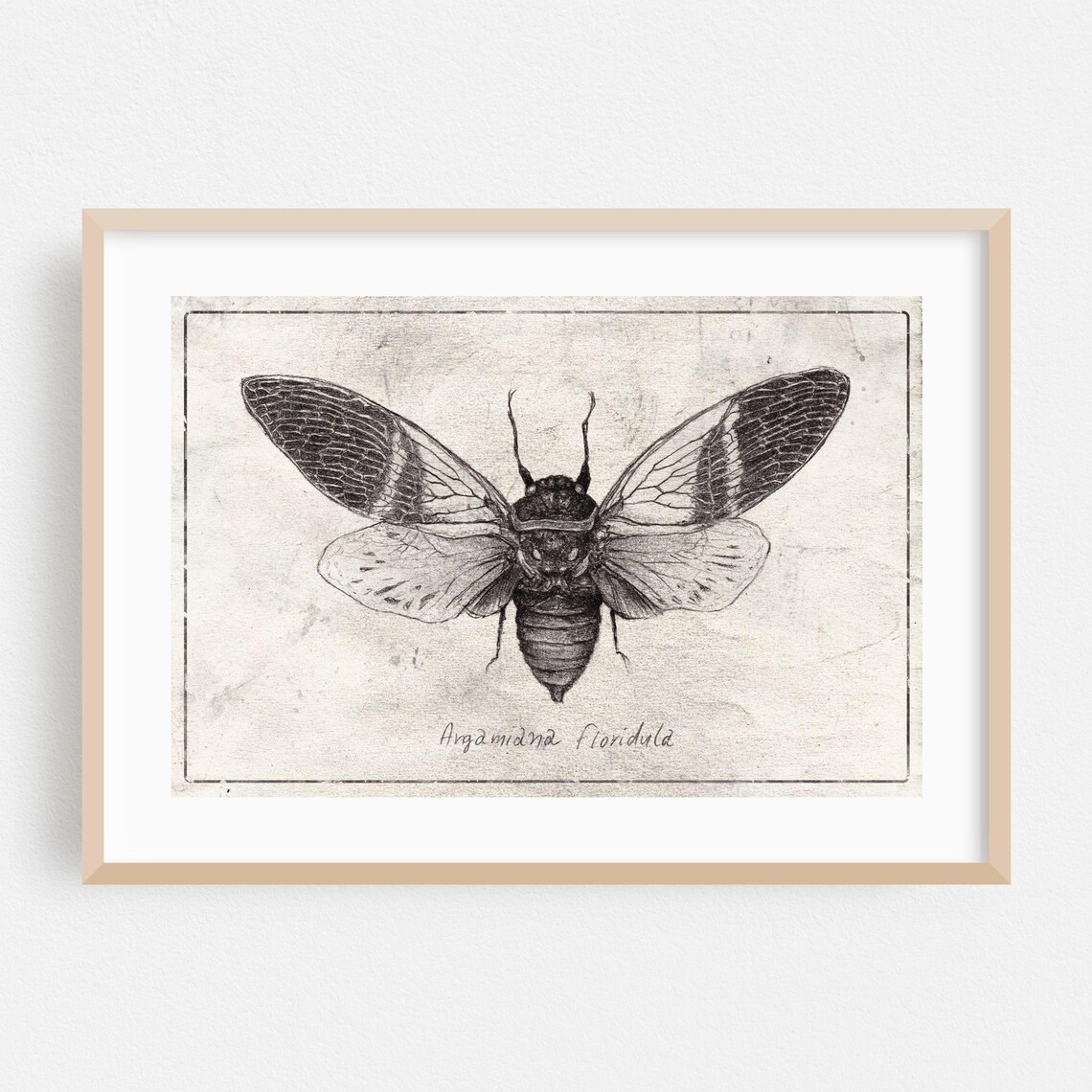 Insect Print, Vintage Botanical Line Illustration