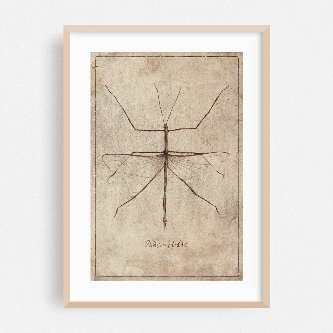 Phasmatidae Stick Insect Vintage Entomology Line Study Poster