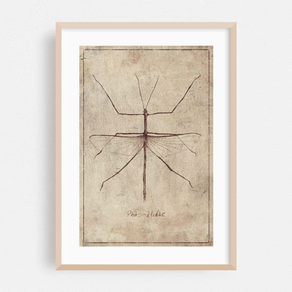 Line Art Print Insect Wall Vintage Framed Nature Home Decor Minimalist Poster Drawing Fine Phasmatidae