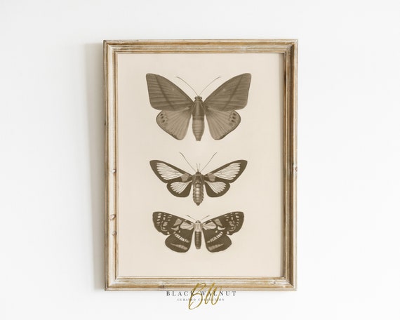 Vintage Butterfly Sketch Art Print Vintage Country Butterfly Print Neutral Farmhouse Wall Decor Antique Butterfly Drawing Art