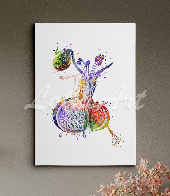 Pituitary Gland Art Anatomy Watercolor Print Human Medical Clinic Wall Decor Personalised Gift