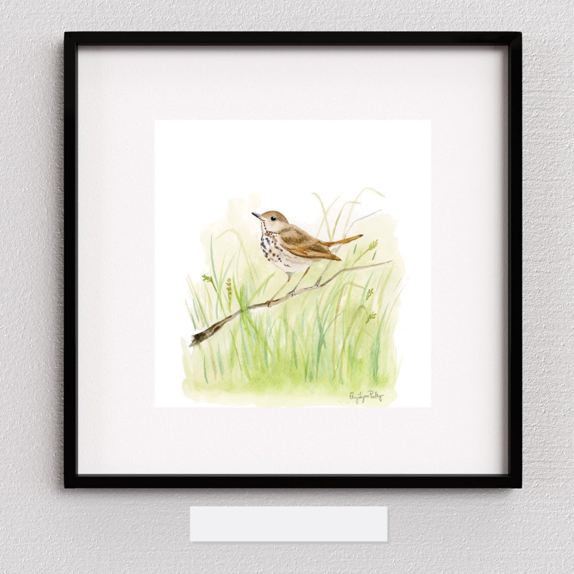 Hermit Thrush Watercolor Print with Green Grasses and Soft Light