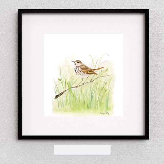 Hermit Thrush Watercolor Print with Green Grasses and Soft Light