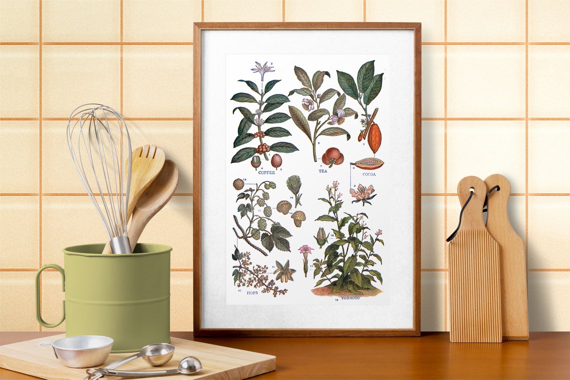 Coffee Tea Cocoa Hops Tobacco Botanical Vintage Illustration Poster - Image 2