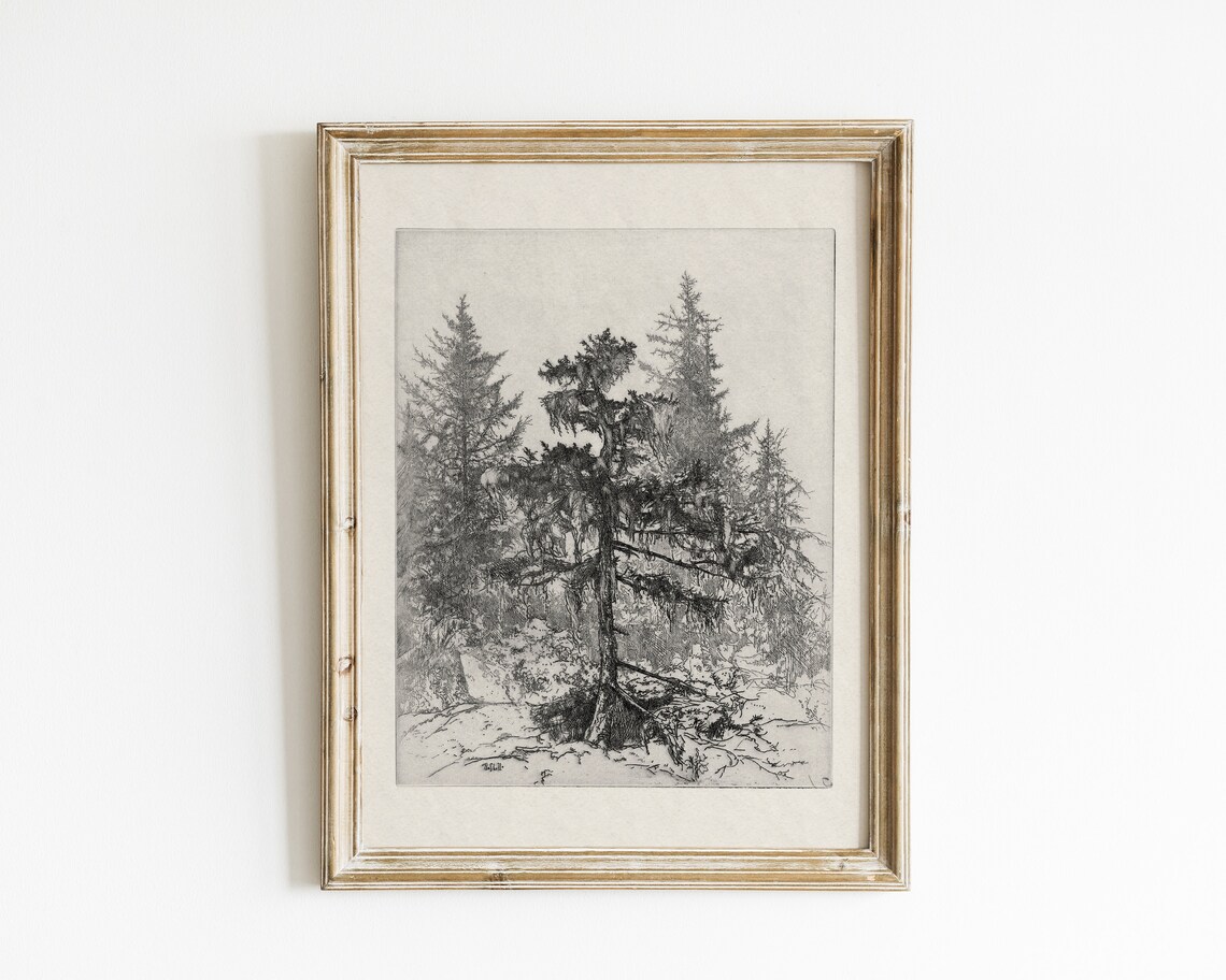 Vintage Tree Sketch, Antique Botanical Art Print