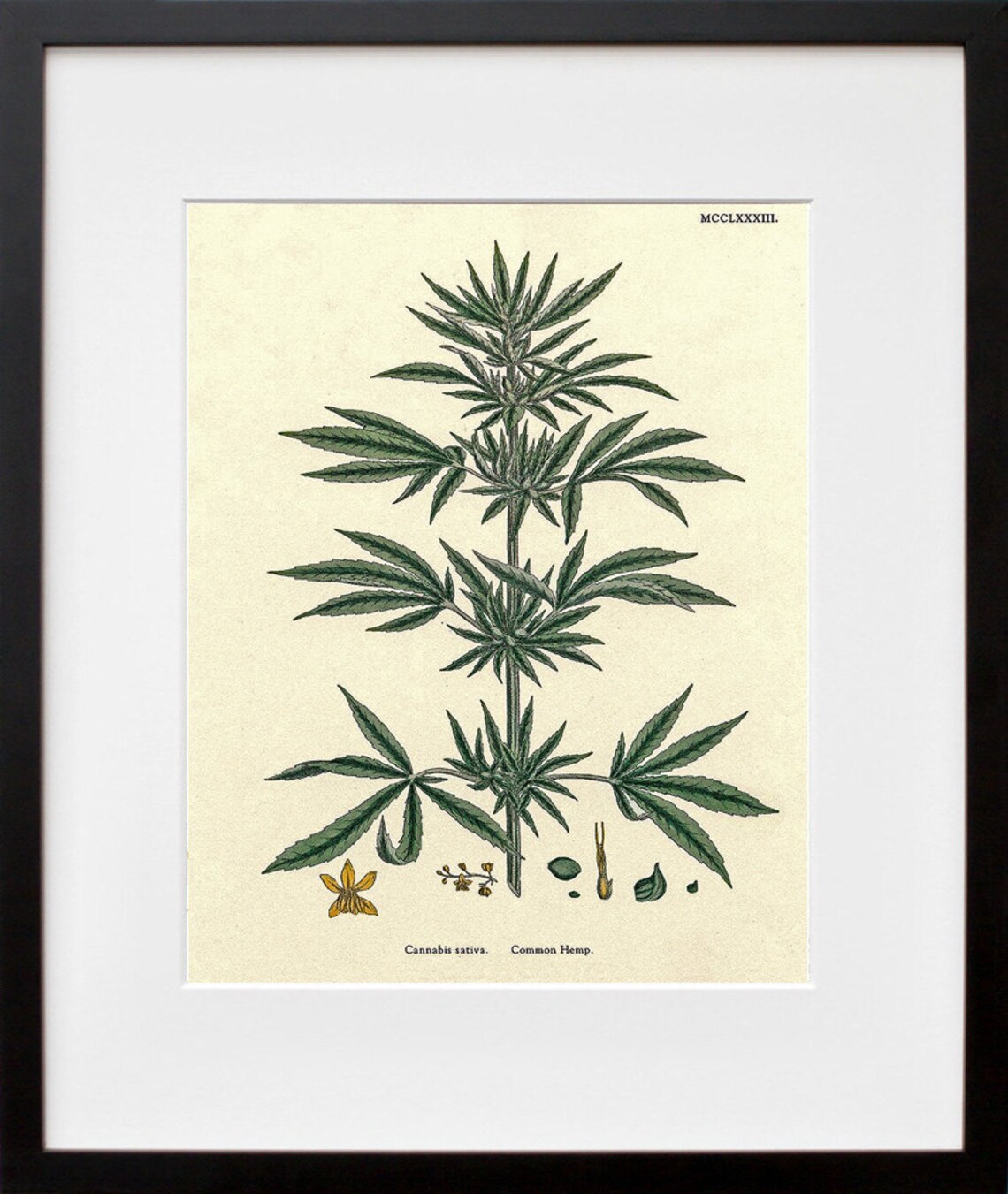 Cannabis Hemp Plant Art Print, Modern Wall Decor