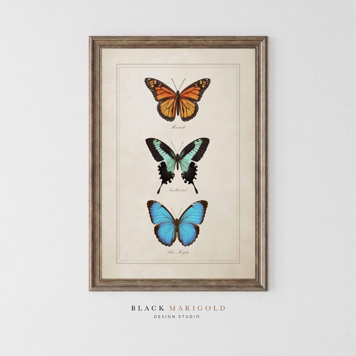 Vintage Butterfly Chart With Monarch and Blue Morpho Species Poster - Image 2