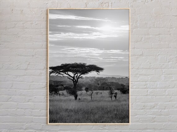 Black And White African Savanna Acacia Tree Sunrise Photo Poster