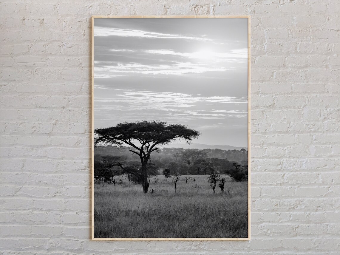 Black And White African Savanna Acacia Tree Sunrise Photo Poster