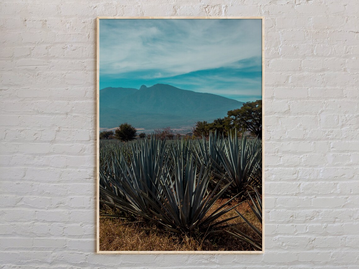 Jalisco Mexico Blue Agave Field Mountain Landscape Scenic Poster