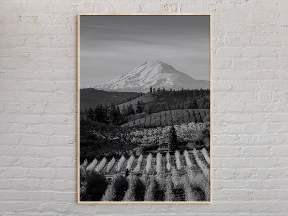 Snow Capped Mountain Over Orchard Rows Pacific Northwest Photo Poster