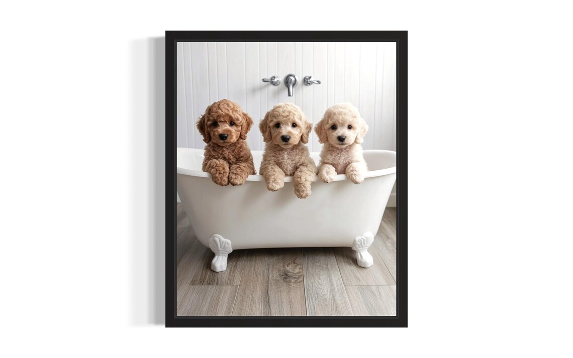 Three Curly Poodle Puppies in Clawfoot Bathtub Bathroom Poster