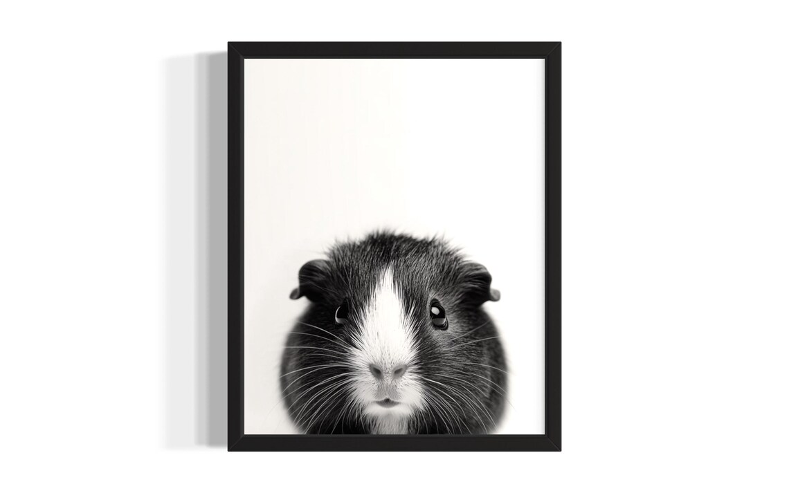 Black And White Guinea Pig Cute Little Pet Portrait Photo Print