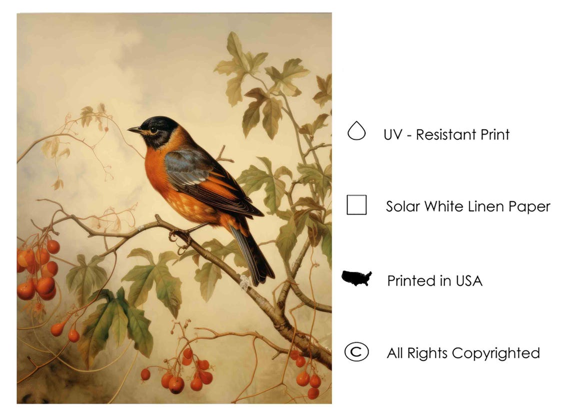 Black Headed Orange Breast Bird On Berry Branch Vintage Poster - Image 3