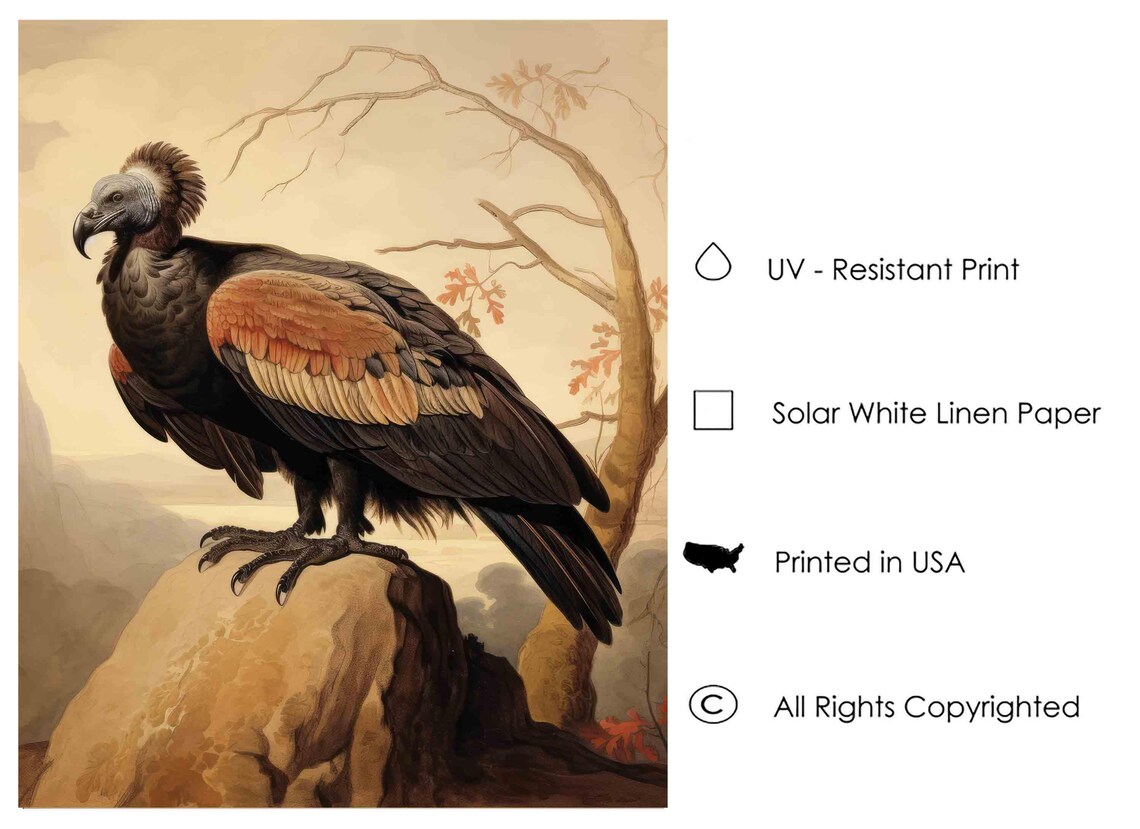 Vulture Perched on a Rock at Dusk Vintage Bird of Prey Poster - Image 4