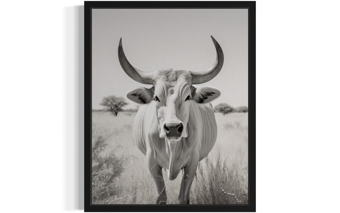 Zebu Cattle Black and White Wildlife Photography Safari Art Poster