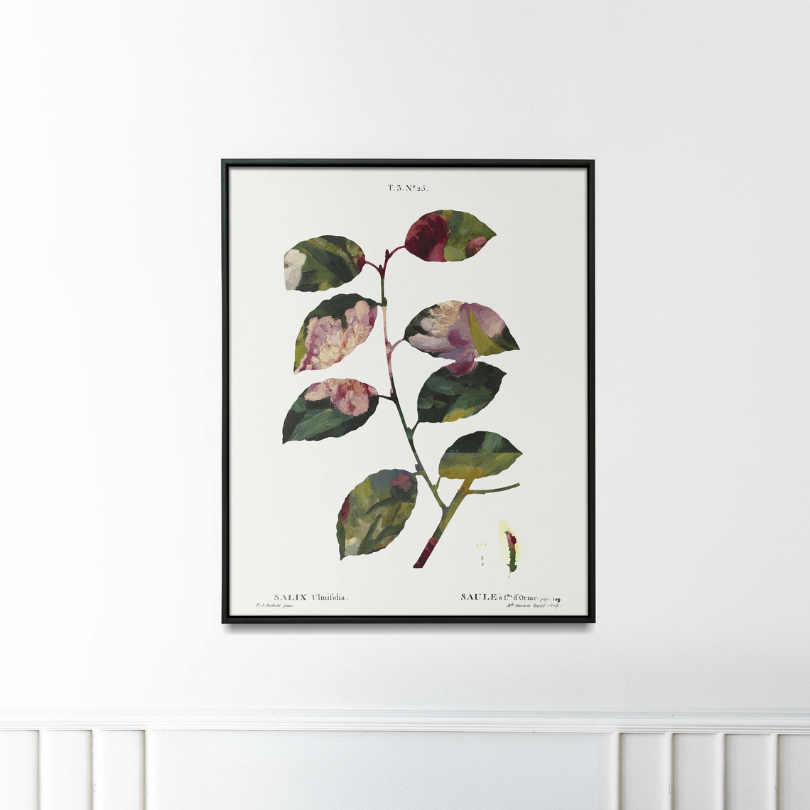 Salix Ulmifolia Vintage Botanical Willow Branch Illustration Poster - Image 2