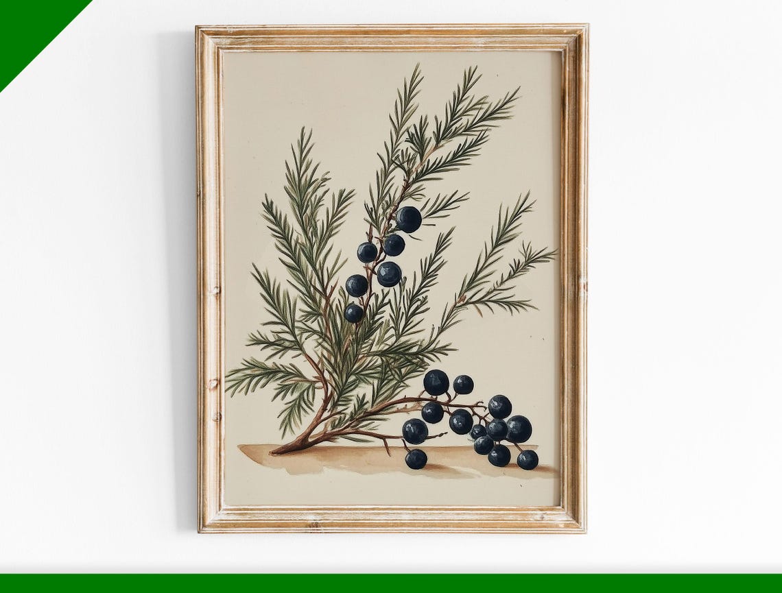 Juniper Twig with Berries Vintage Botanical Illustration Poster