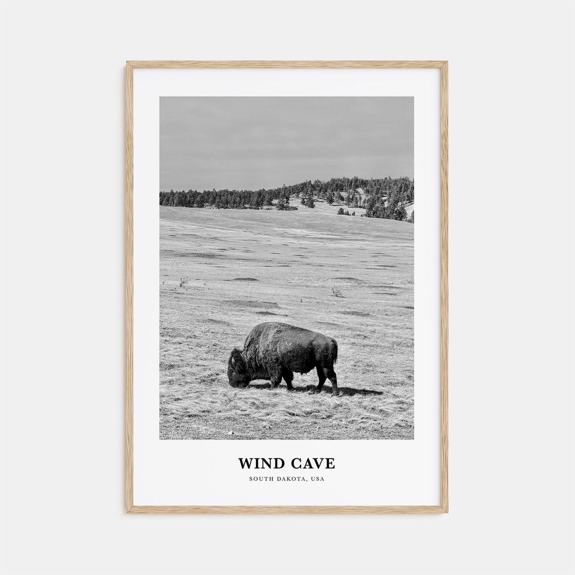 Wind Cave South Dakota Buffalo Prairie Black White Wildlife Poster