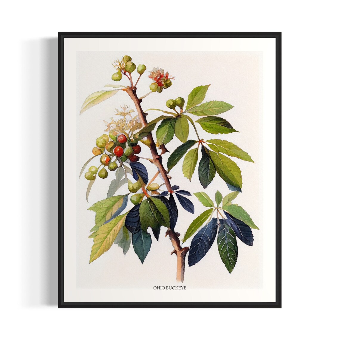Ohio Buckeye Tree Art Print, Ohio State Tree