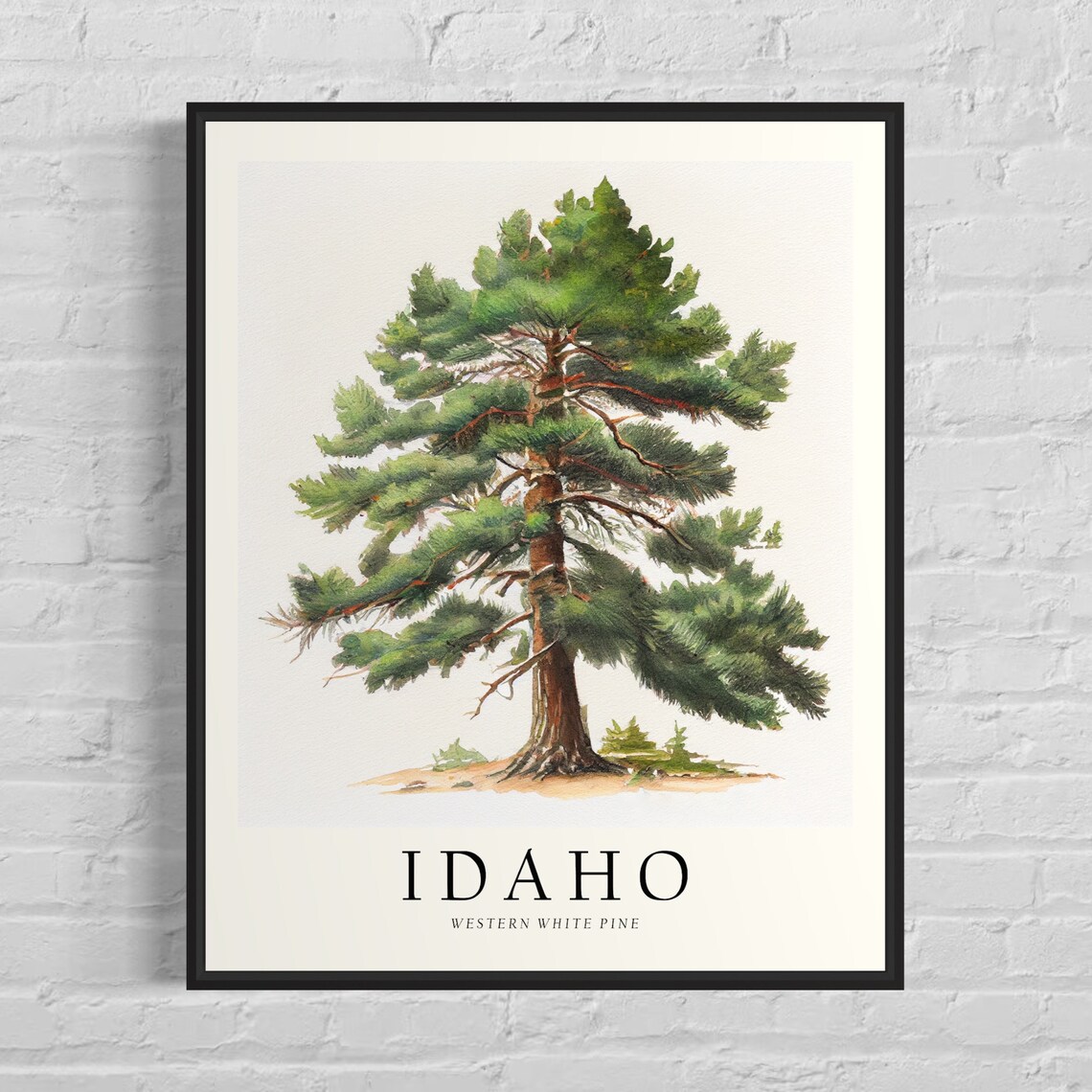 Idaho State Tree Art Print, Western White Pine