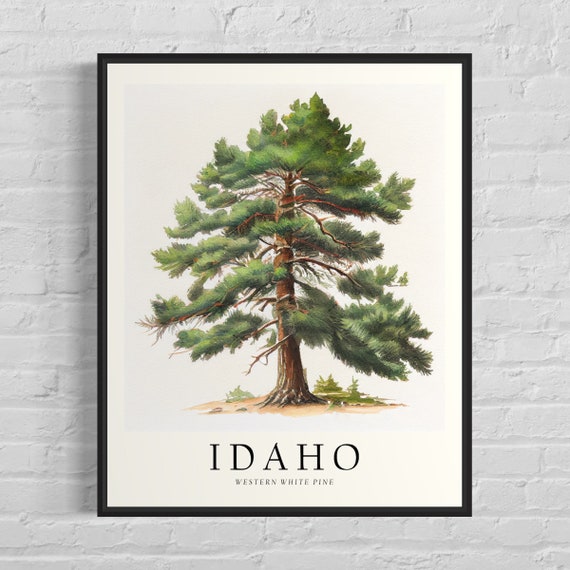 Idaho State Tree Art Print, Western White Pine