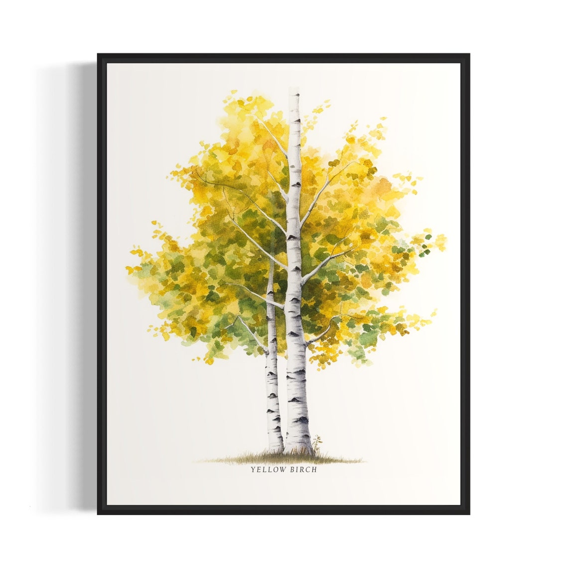 Yellow Birch Tree Art Print Yellow Birch Tree Wall Art Poster